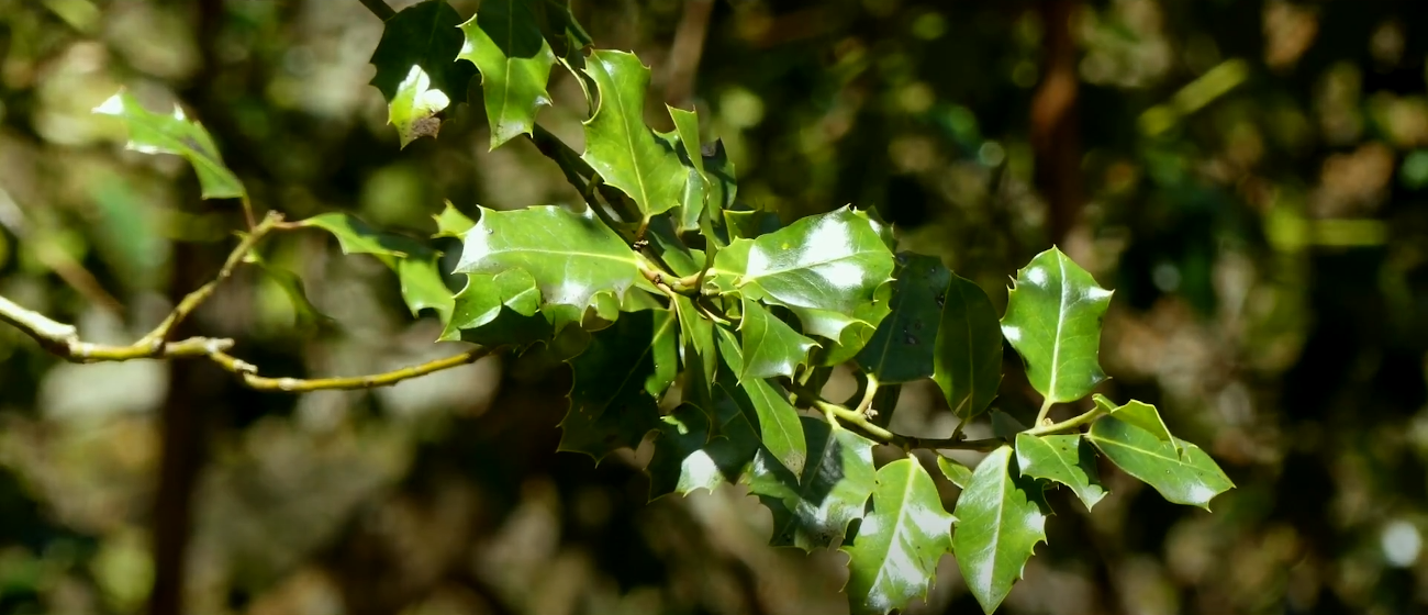 Rama de árbol